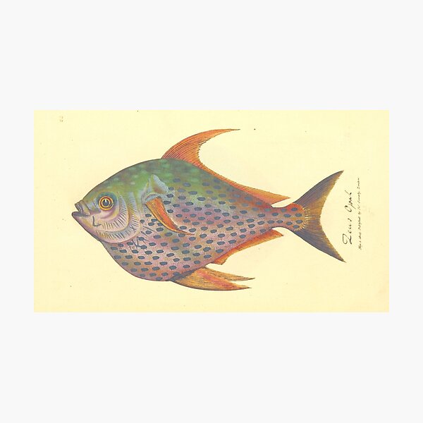 Item preview, Vintage sketch of tropical fish reprint designed and sold by Epic Splash Creations.