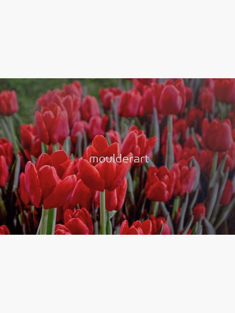 Red Tulips Close Up by moulderart