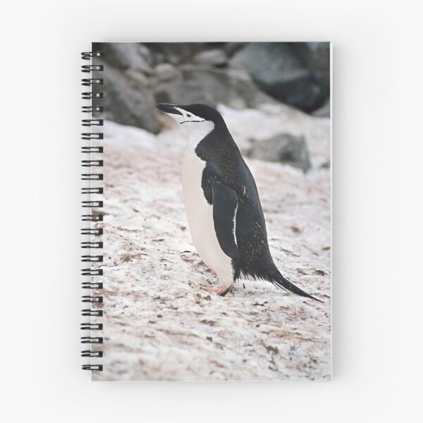 Item preview, Chinstrap Penguin "Pygoscelis antarcticus" designed and sold by Rosie Appleton.