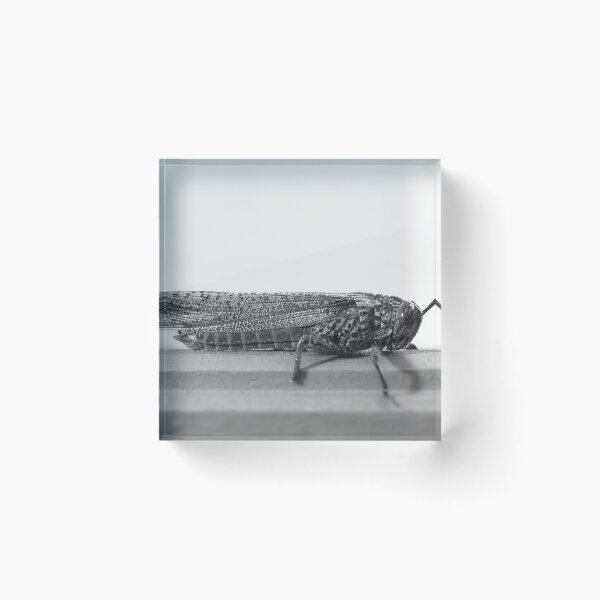 Item preview, Spotted. designed and sold by Paul Pasco.