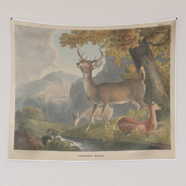 Item preview, Vintage Illustration of a White Tail Deer (1830) designed and sold by BravuraMedia.