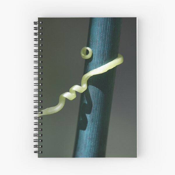 Item preview, Cucumber Tendril Curling Around a Support Stake designed and sold by JazzyCricket.