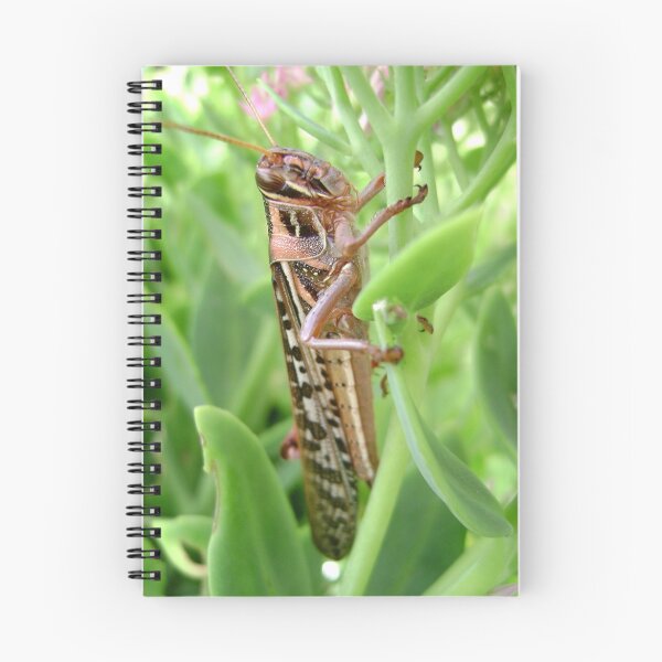 Item preview, Grasshopper designed and sold by DesignsByDeb.