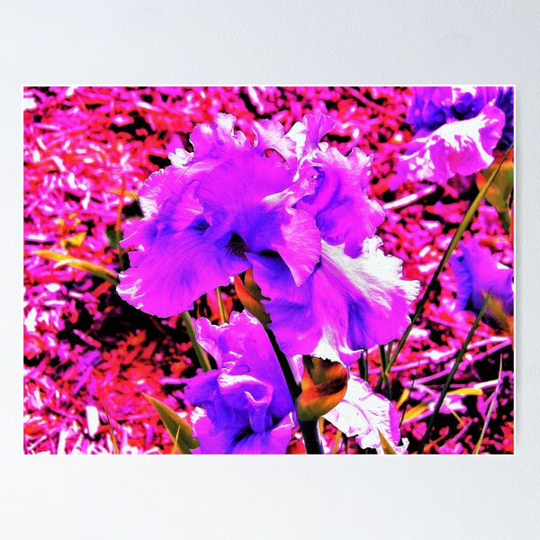 Abstract Ultra Violet Purple Iris on Red and Pink Poster
