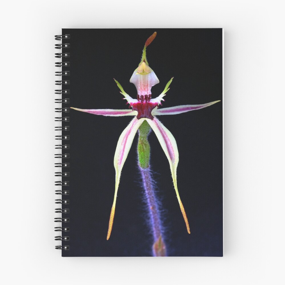 Aperçu de l'œuvre Cahier à spirale créée et vendue par ppiko.