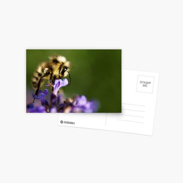 Arched feeding bee Postcard