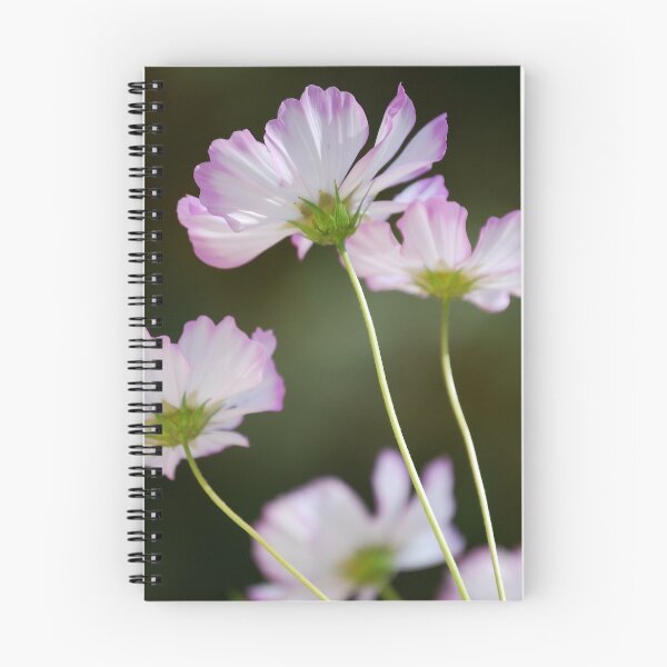 Item preview, Dainty Pink Cosmos designed and sold by Pamela Hubbard.
