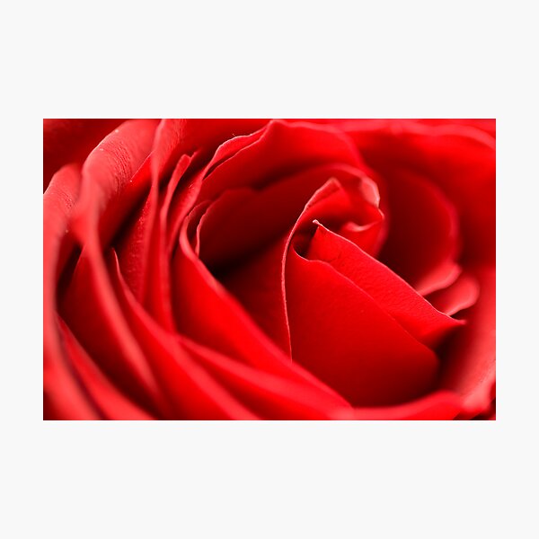 Rose Photographic Print