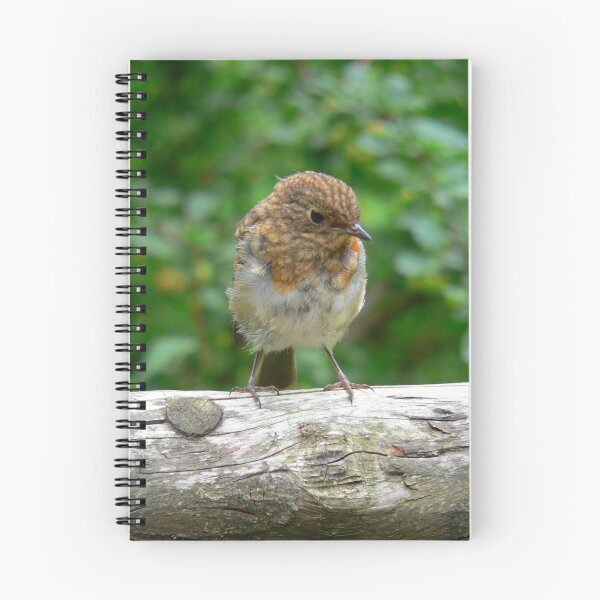 Item preview, Baby Robin designed and sold by Mark Mitrofaniuk.