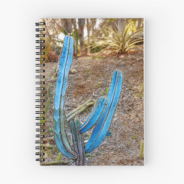 Aperçu de l'œuvre  des régions plus sèches des États-Unis (Arizona et Californie). D'autres noms communs sont "Mandacarú de Facho" et "Blue Candle" créée et vendue par A Till.