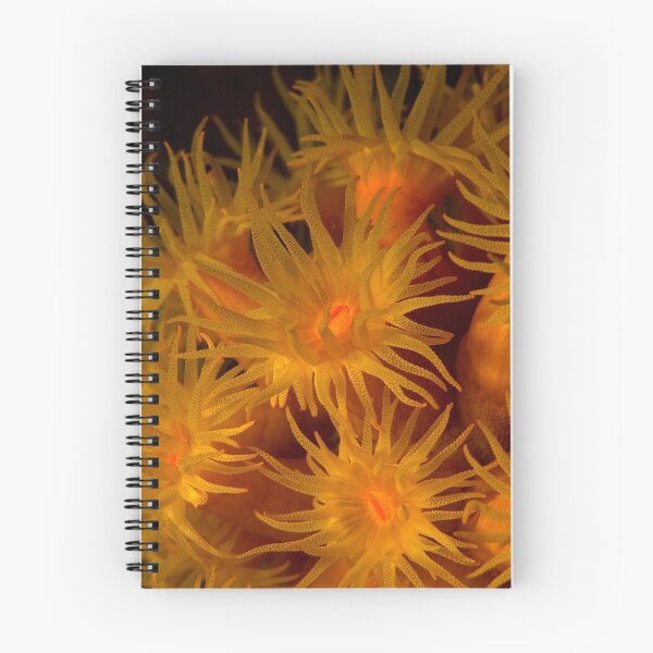Item preview, Coral polyps designed and sold by Carlos Villoch.