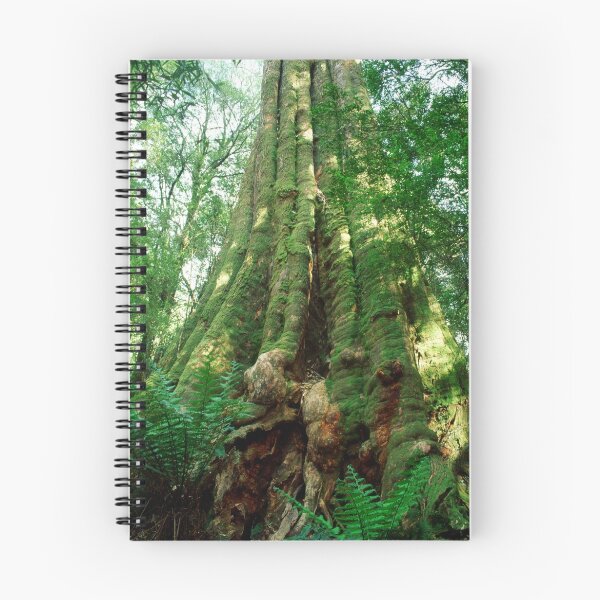 Item preview, Old Growth Messmate, Otways NP, Victoria. designed and sold by Ern Mainka.