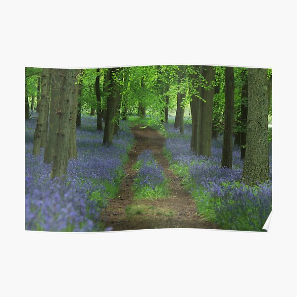 Bluebell way Poster