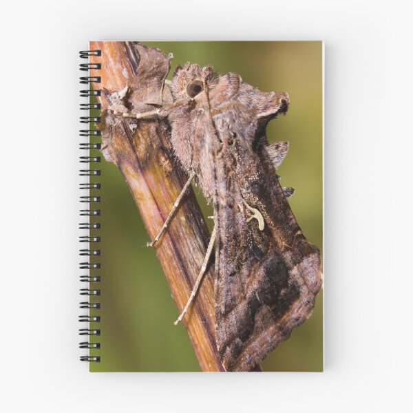 Item preview, Moth designed and sold by André Gonçalves.