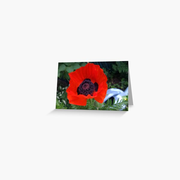 Aperçu de l'œuvre First Poppy of the Season in Mo's Garden 3 créée et vendue par Maureen Zaharie.