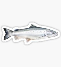 Atlantic Salmon Sticker