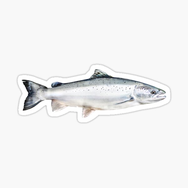 Salmon Fish Fishing Sticker