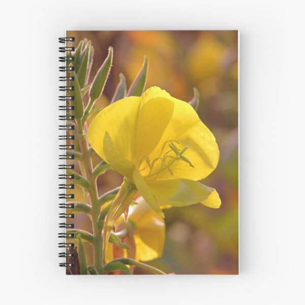 Item preview, Evening Primrose designed and sold by Neil Bygrave (NATURELENS).