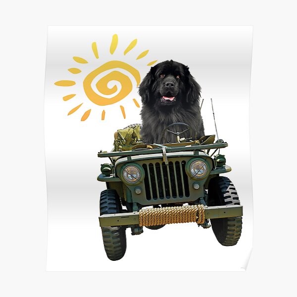 Black Newfie Driving Jeep Poster