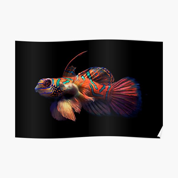 Mandarin Fish Poster