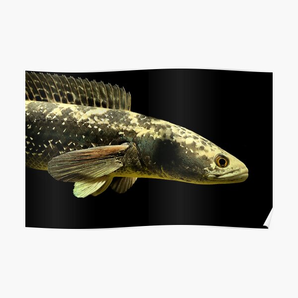 Snakehead Posters for Sale | Redbubble
