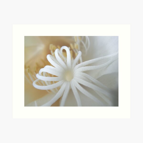 Aperçu de l'œuvre moonflower IV créée et vendue par Floralynne.