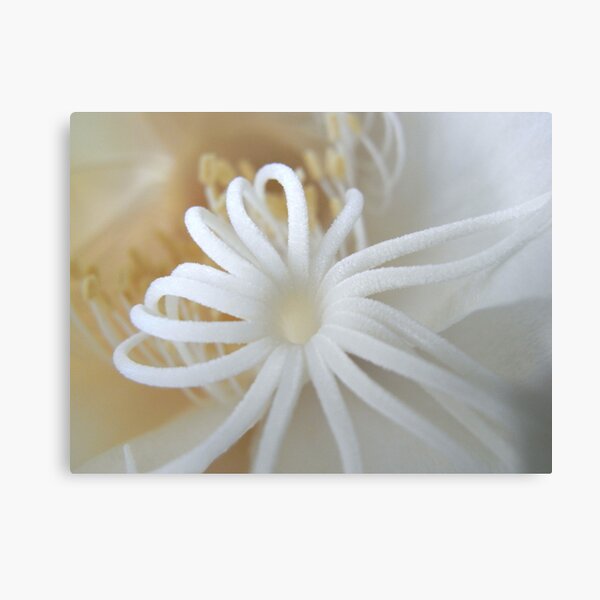 Aperçu de l'œuvre moonflower IV créée et vendue par Floralynne.