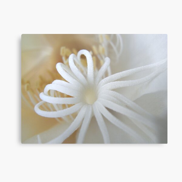 Aperçu de l'œuvre moonflower IV créée et vendue par Floralynne.