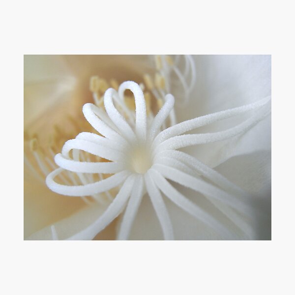 Aperçu de l'œuvre moonflower IV créée et vendue par Floralynne.