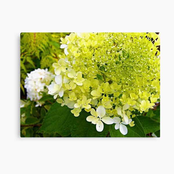 Elegant Chartreuse Green Limelight Hydrangea Macro Canvas Print