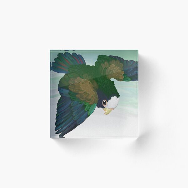 White-capped pionus (Pionus senilis) Acrylic Block