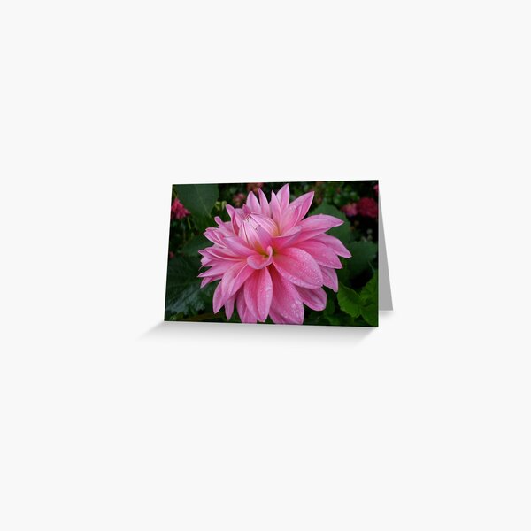 pink dahlia after a shower Greeting Card