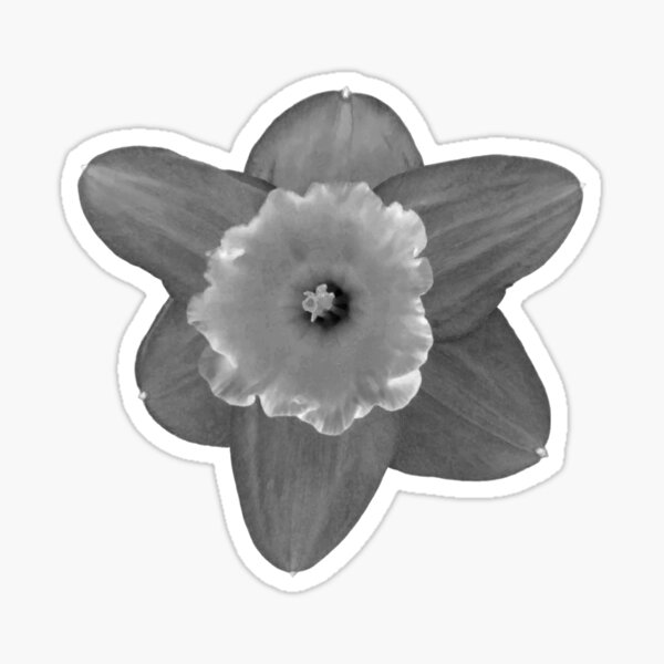 Daffodil in Black and White Sticker