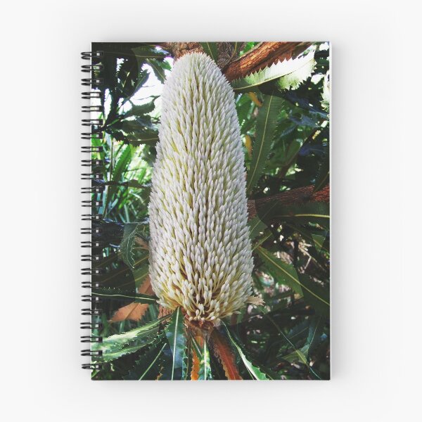 Item preview, banksia head coming into flower designed and sold by adamsown.