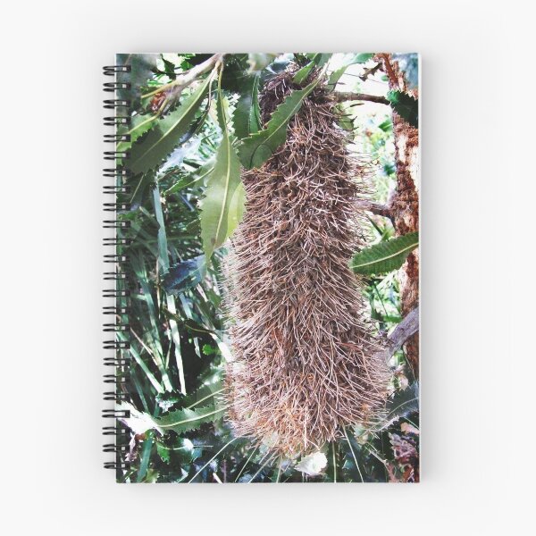 Item preview, dormant banksia head designed and sold by adamsown.