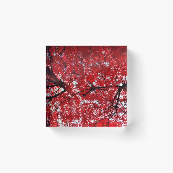 Item preview, Red Japanese Maple: Orangeola designed and sold by Jillspriggs.
