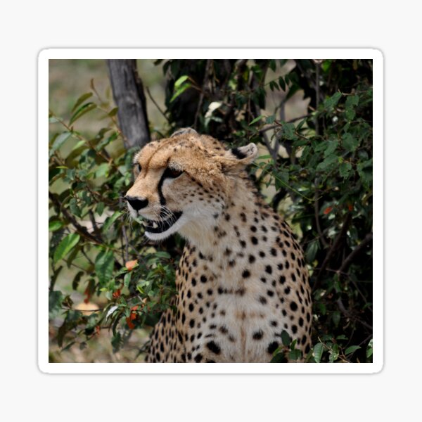 Item preview, cheetah Acinonyx jubatus cat Africa designed and sold by Schoensl.