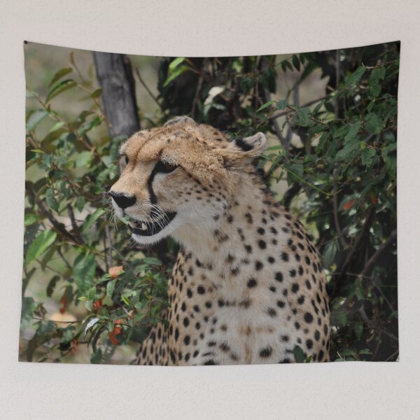 Item preview, cheetah Acinonyx jubatus cat Africa designed and sold by Schoensl.