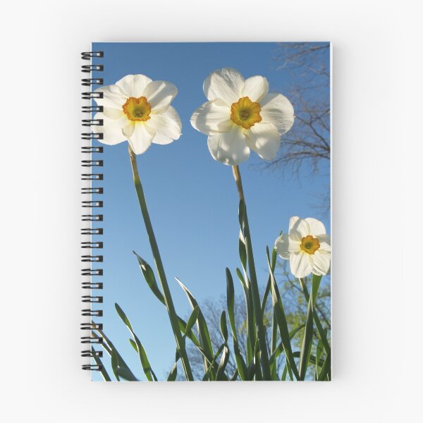 Artikelvorschau, Three Jonquils from Below entworfen und verkauft von Anna Lisa Yoder.