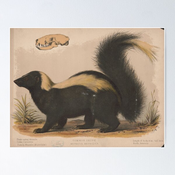 Item preview, Vintage Illustration of a Skunk (1874) designed and sold by BravuraMedia.