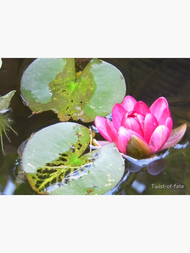 Lily Pad Flower On Water Art Board Print By Twist Of Fate Redbubble