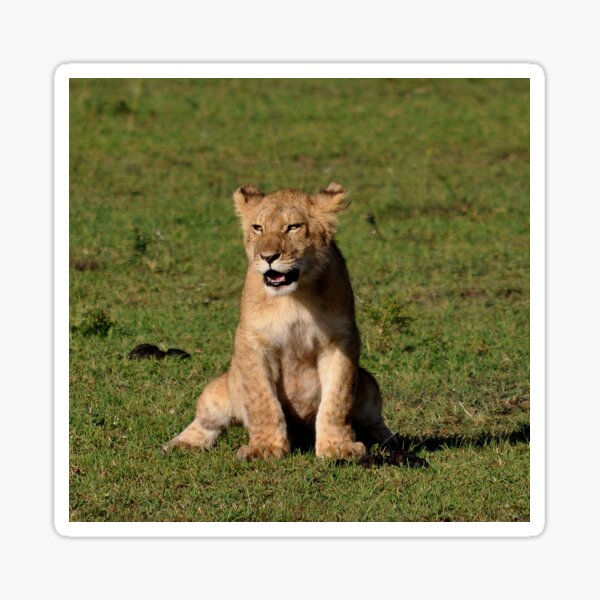 Item preview, Lion baby africa designed and sold by Schoensl.