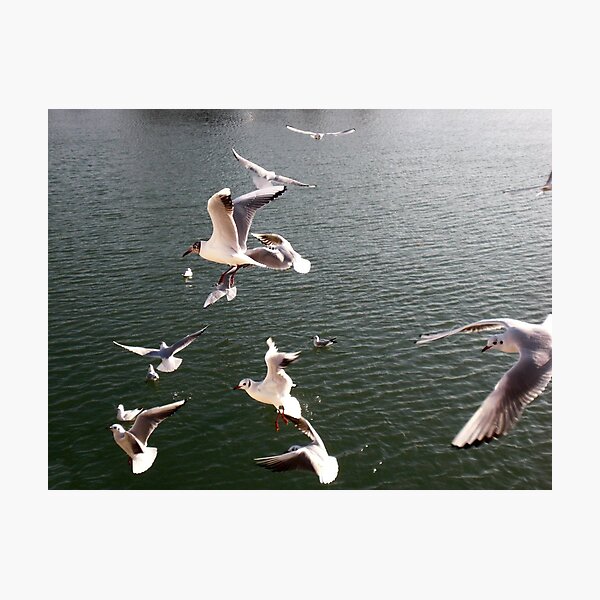 Item preview, A flying flock of feathered friends  designed and sold by Chloé-May Smith.