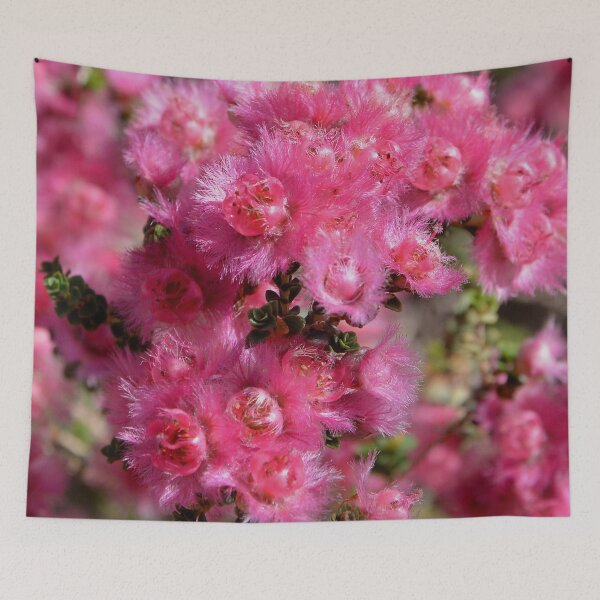 Artikelvorschau, Feather flowers pink Australia, Pink Verticordia entworfen und verkauft von Schoensl.