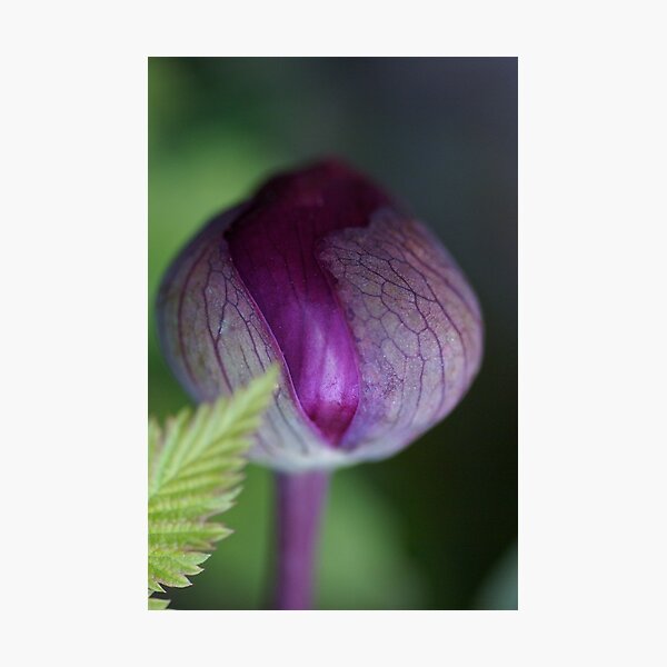First Peony of the Season Photographic Print