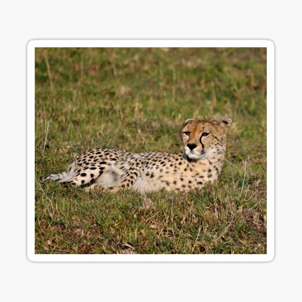 Item preview, cheetah Acinonyx jubatus portrait cat Africa designed and sold by Schoensl.
