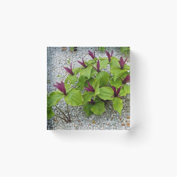 Item preview, Trillium Cuneatum designed and sold by Graeme  Hyde.