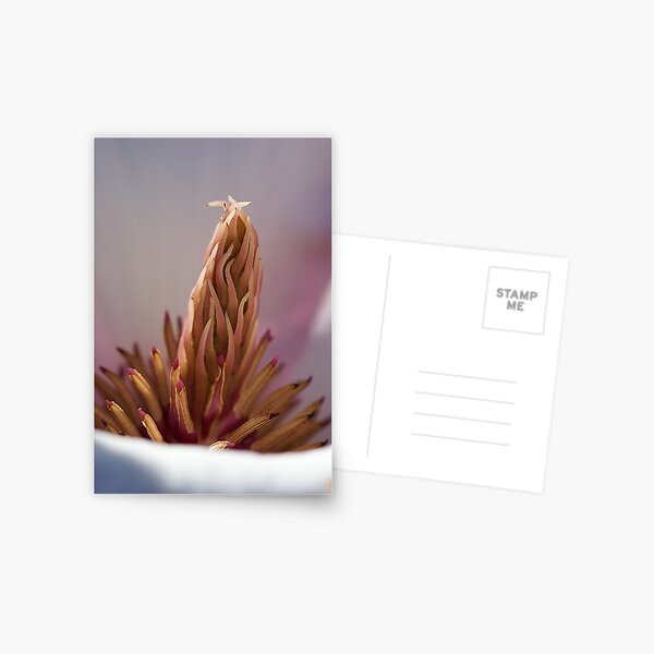 Saucer Magnolia Inside Postcard
