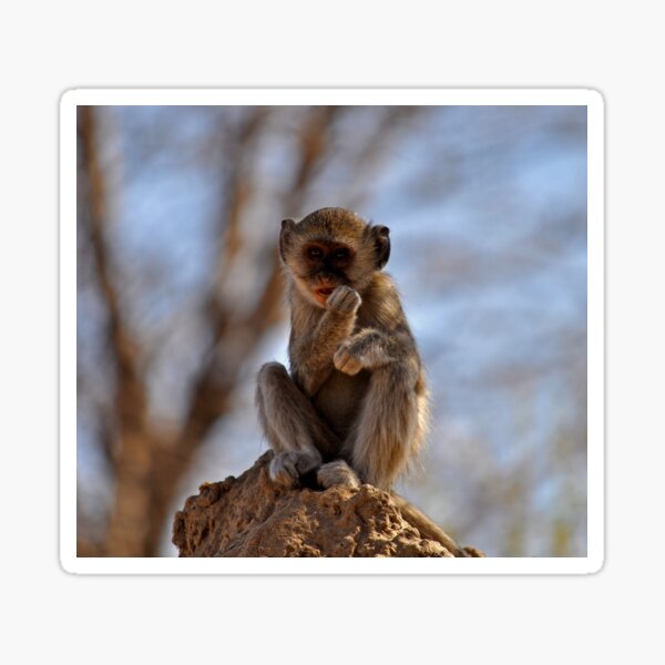 Item preview, Vervet Monkey Cercopithecus pygerythrus Africa designed and sold by Schoensl.