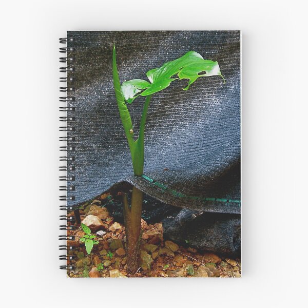 Item preview, What am I growing through ? SOLVED by Glenda on 03 Nov 08 designed and sold by Francesca Rizzo.